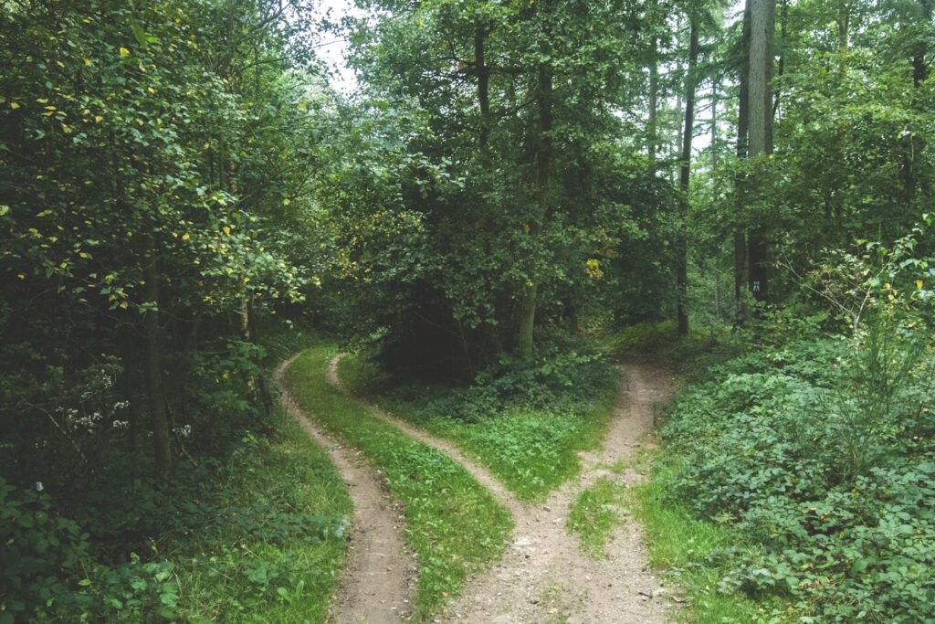 Forking forest path